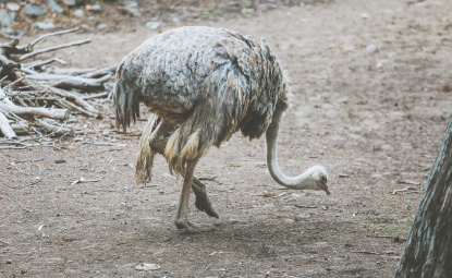 safari park anyksciai